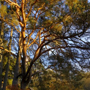 Dvīņu priedes Dvīņu priedes