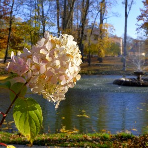 Hortenzija Alūksnes parkā Hortenzija Alūksnes parkā