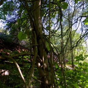 Apaļlapu kokžņaudzēja liāna Jāmaiķu muižas parkā Apaļlapu kokžņaudzēja liāna Jāmaiķu muižas parkā