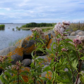 Lielā krastkaņepe Rojas molā Lielā krastkaņepe Rojas molā