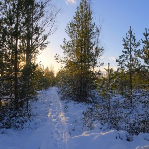 Vasenieku purva taka ziemā Vasenieku purva taka ziemā