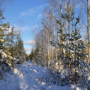 Vasenieku purva taka ziemā Vasenieku purva taka ziemā