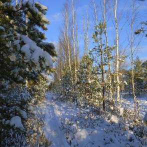 Vasenieku purva taka ziemā Vasenieku purva taka ziemā