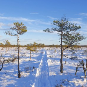 Vasenieku purvs ziemā Vasenieku purvs ziemā