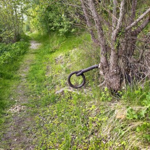 Historical metal ring in a tree by the path in Doles sala nature park Historical metal ring in a tree by the path in Doles sala nature park