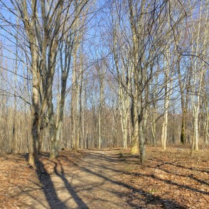 Misiņkalna pastaigu takas Misiņkalna pastaigu takas