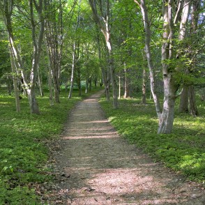 Misiņkalna pastaigu takas Misiņkalna pastaigu takas