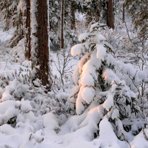 Apsnigusi eglīte Apsnigusi eglīte