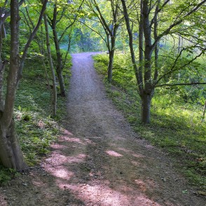 Misiņkalna pastaigu takas Misiņkalna pastaigu takas