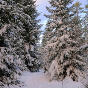 Apsnigušas egles Apsnigušas egles