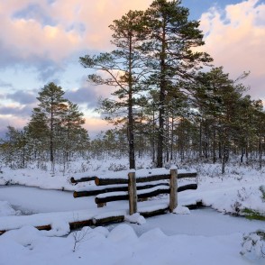 Vasenieku purva taka ziemā Vasenieku purva taka ziemā