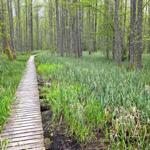Koka dēļu laipa cauri Slokas ezera dabas takas purvam Koka dēļu laipa cauri Slokas ezera dabas takas purvam