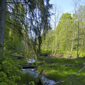 Ejot pa mednieku spēka taku, Inčukalns Ejot pa mednieku spēka taku, Inčukalns