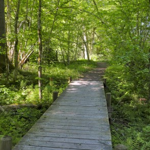 Mednieku spēka taka Inčukalnā Mednieku spēka taka Inčukalnā