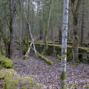 Čužu purva taka pavasarī Čužu purva taka pavasarī