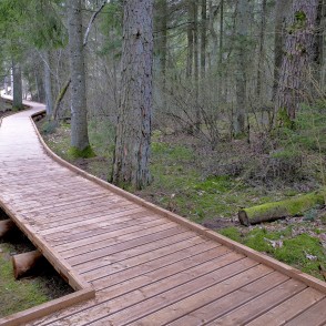 Labiekārtota Čužu purva pastaigu taka Labiekārtota Čužu purva pastaigu taka