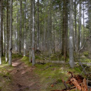 Čužu purva taka un sēravoti Čužu purva taka un sēravoti