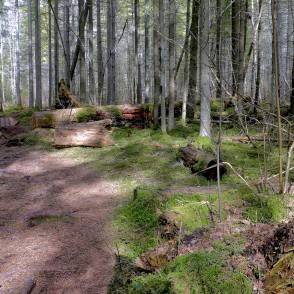 Čužu purva dabas taka Čužu purva dabas taka