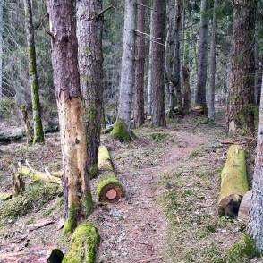Sūnām klāti nogāzti koku stumbri dabas takā Rīvas loki Sūnām klāti nogāzti koku stumbri dabas takā Rīvas loki