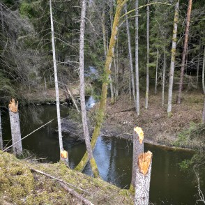 Nolūzušu koku stumbri stāvā Rīvas upes krasta nogāzē pavasarī Nolūzušu koku stumbri stāvā Rīvas upes krasta nogāzē pavasarī