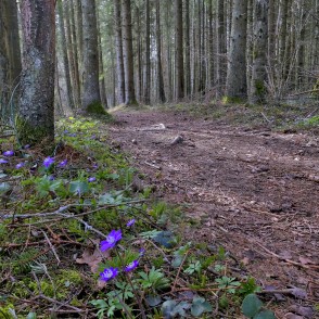 Viesatas dabas taka pavasarī Viesatas dabas taka pavasarī