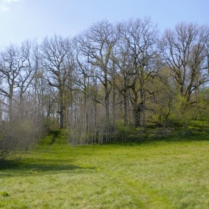 Embūtes pilskalns pavasarī Embūtes pilskalns pavasarī