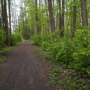 Limbažu Lielezera dabas taka Limbažu Lielezera dabas taka