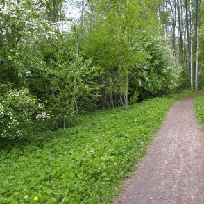 Limbažu Lielezera dabas taka Limbažu Lielezera dabas taka