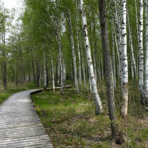 Limbažu Lielezera dabas taka Limbažu Lielezera dabas taka