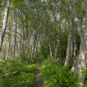 Imulas dabas taka Imulas dabas taka