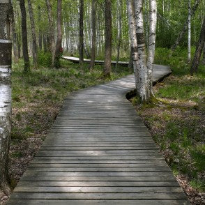 Limbažu Lielezera dabas taka Limbažu Lielezera dabas taka