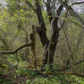 Imulas dabas taka Imulas dabas taka