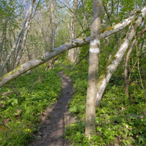 Imulas dabas taka Imulas dabas taka