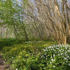 Imulas dabas taka pavasarī Imulas dabas taka pavasarī