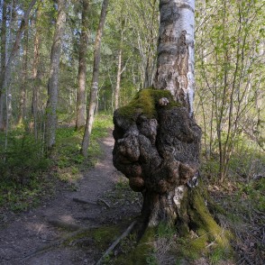 Liels māzers Imulas dabas takā Liels māzers Imulas dabas takā