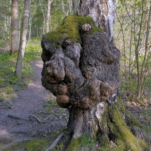 Liels māzers uz bērza stumbra Liels māzers uz bērza stumbra