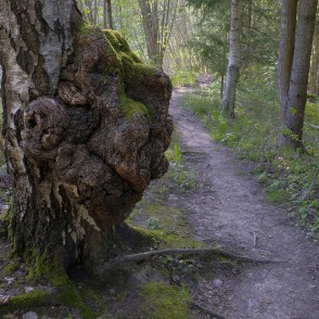 Liels māzers Imulas dabas takā Liels māzers Imulas dabas takā