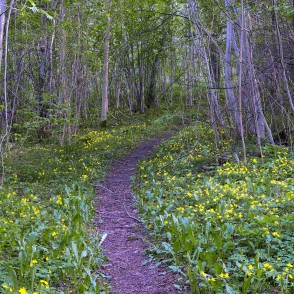 Dabas taka "Mīlestības taka" Sabilē Dabas taka "Mīlestības taka" Sabilē