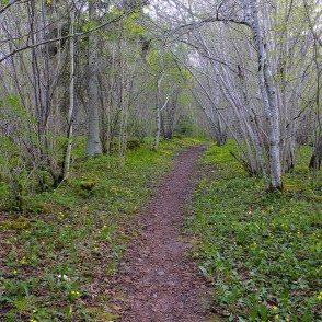 "Zviedru cepures" Mīlestības dabas taka "Zviedru cepures" Mīlestības dabas taka