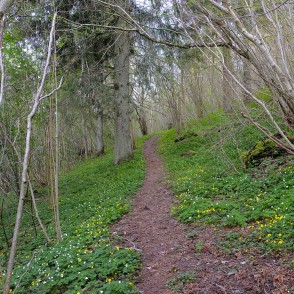 Mīlestības dabas taka "Zviedru cepurē" Mīlestības dabas taka "Zviedru cepurē"