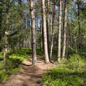 Medema purva taka Medema purva taka