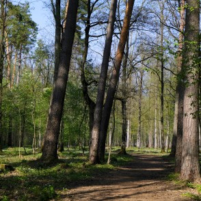 Taka Langervaldes mežā Taka Langervaldes mežā