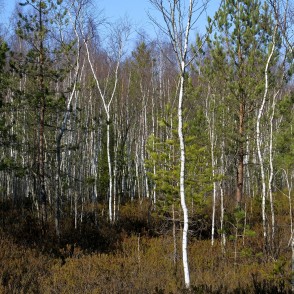 Purva ainava ejot pa sēra dīķu laipu Purva ainava ejot pa sēra dīķu laipu