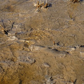 Ķemeru sēra dīķi Ķemeru sēra dīķi