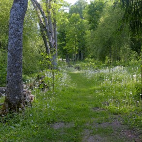 Gārsenes dabas takas, Ošu aleja Gārsenes dabas takas, Ošu aleja