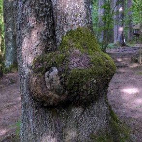 Māzers Gārsenes dabas takā Māzers Gārsenes dabas takā