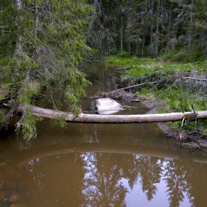 Viesatas upe Viesatas upe