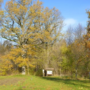 Ķirbižu meža taka rudenī Ķirbižu meža taka rudenī