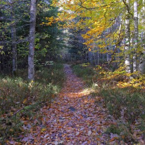 Ķirbižu meža taka Ķirbižu meža taka