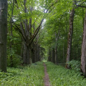 Rudbāržu parka dabas taka Rudbāržu parka dabas taka